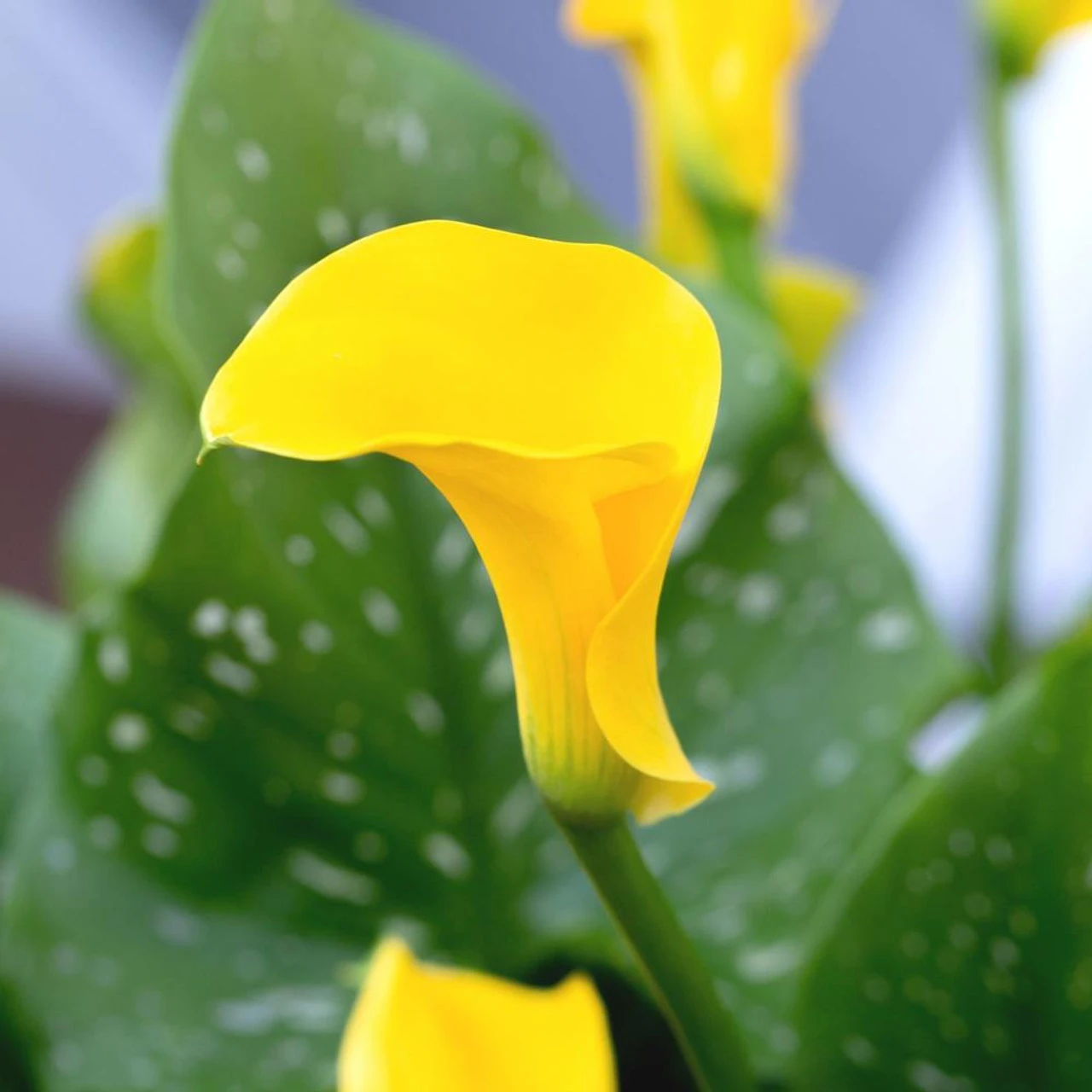 Calla Lily Gold Crown - Image 3