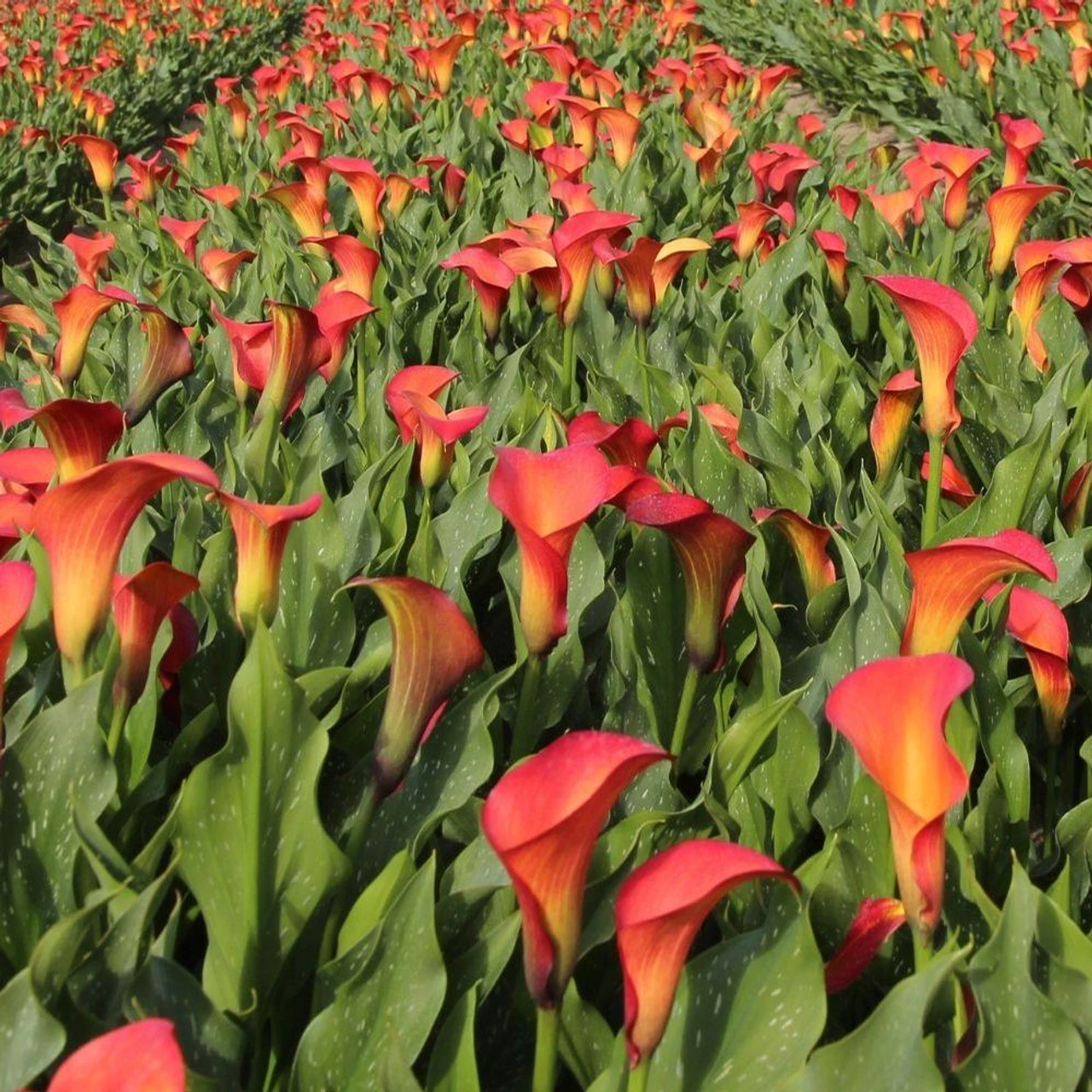 Calla Lily Morning Sun - Image 4