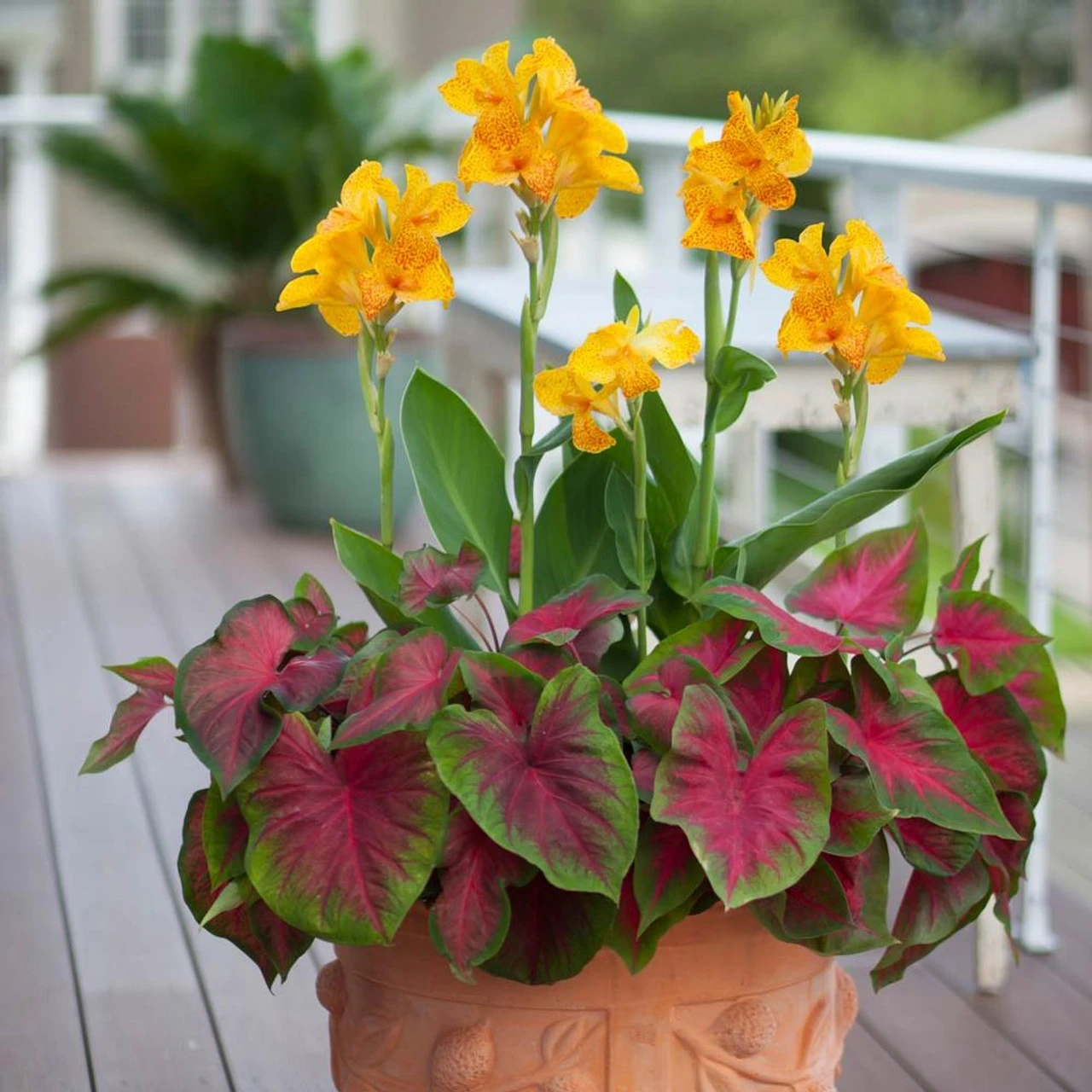 Caladium Fancy Florida Cardinal - Image 3