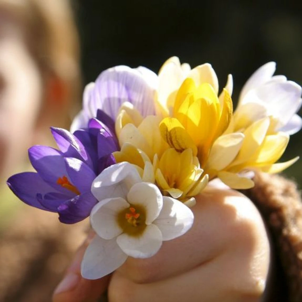 Crocus Large Flowering Assorted Colors - Image 3