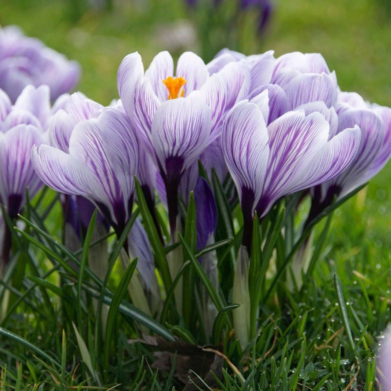 Crocus Large Flowering Pickwick - Image 3