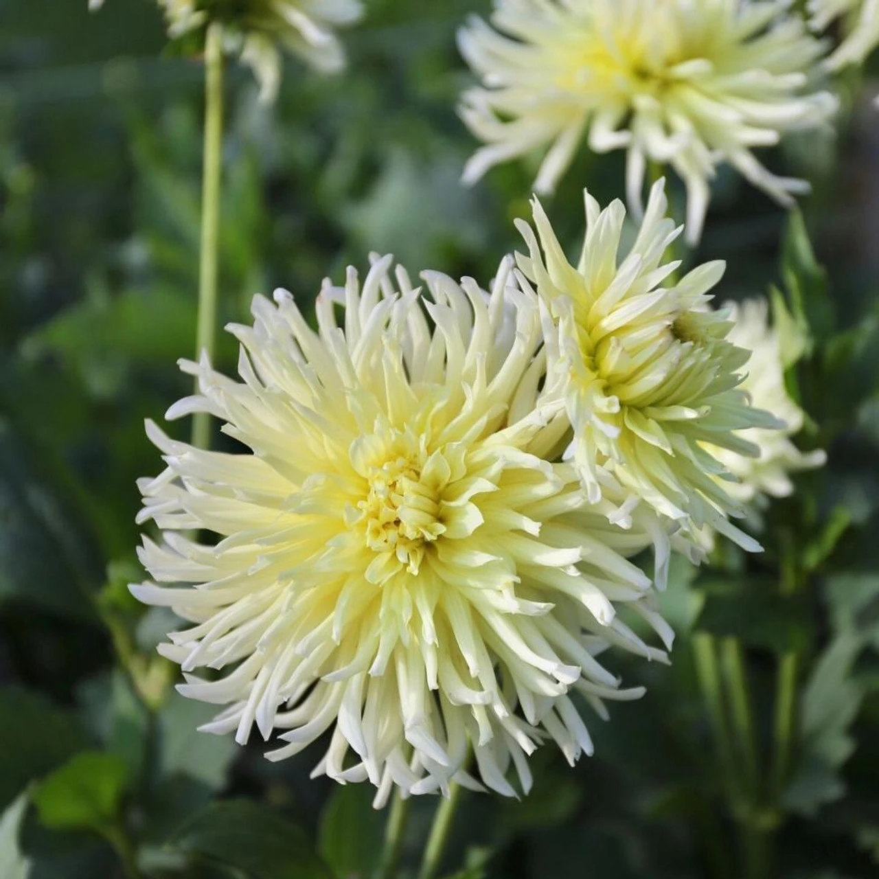 Dahlia Cactus Yellow Star - Image 3