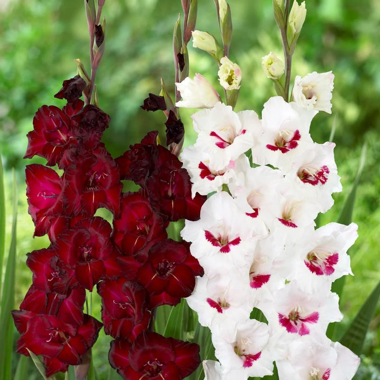 Gladiolus Large Flowering Espresso & Fiorentina - Image 2
