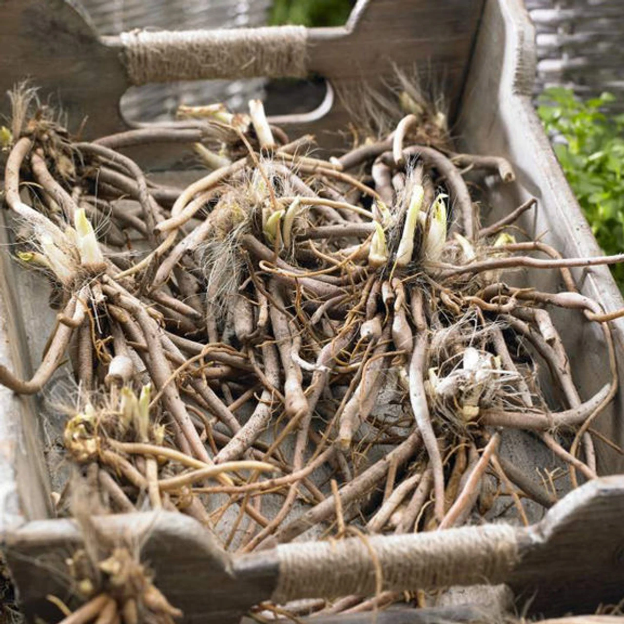 Daylily Fragrant Returns - Bulk Offer - Image 3