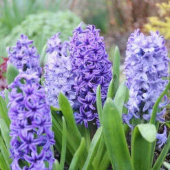 Hyacinth Orientalis Shades Of Blue