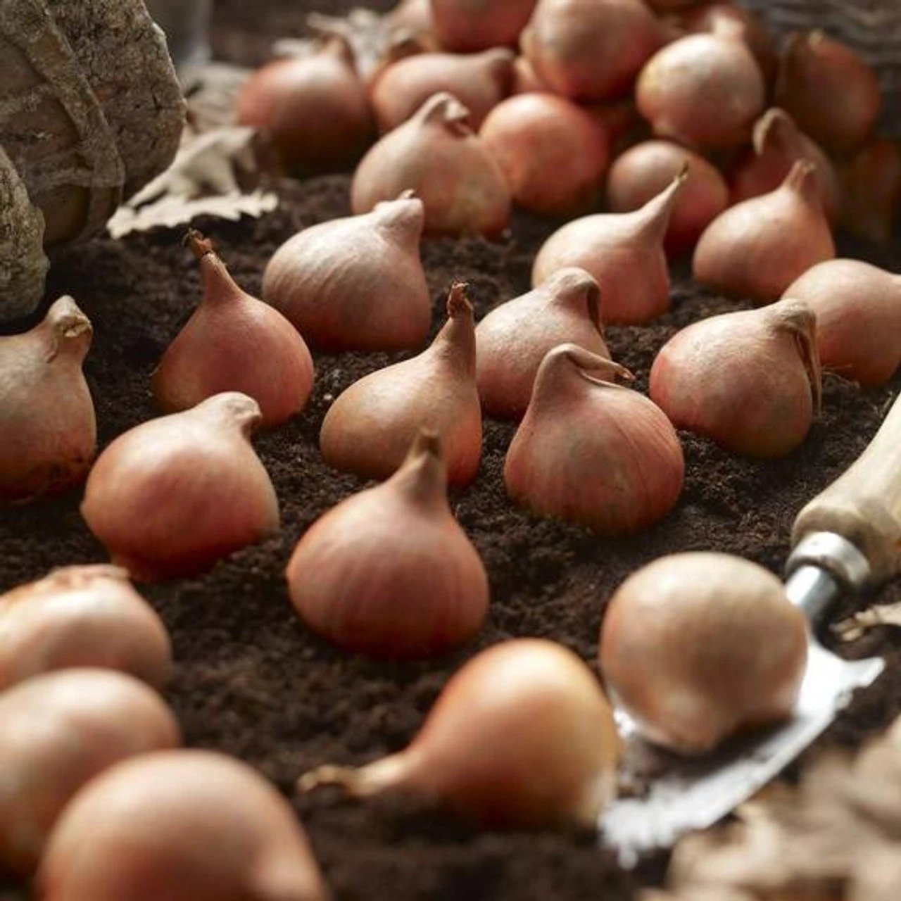 Tulip Double Late Aveyron & Finola - Image 4