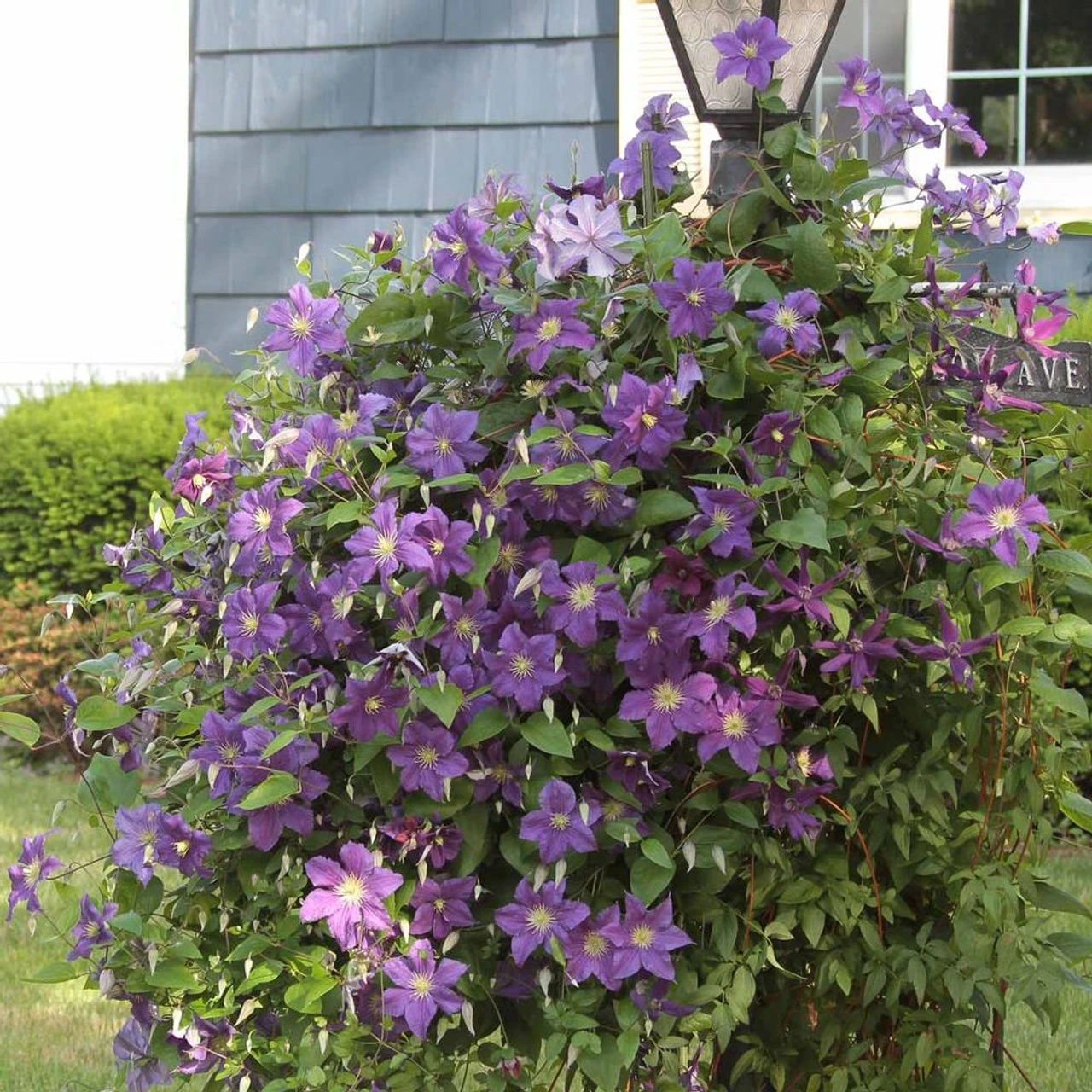 Clematis Standard Ramona - Image 4