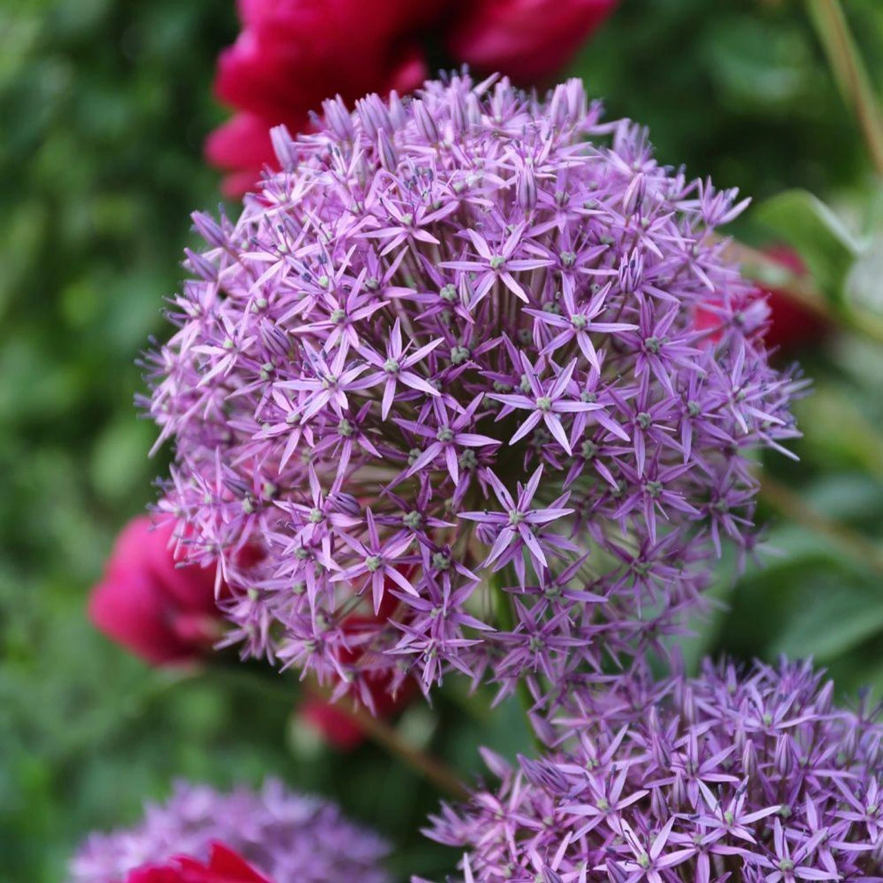 Allium Giant Globemaster - Image 4