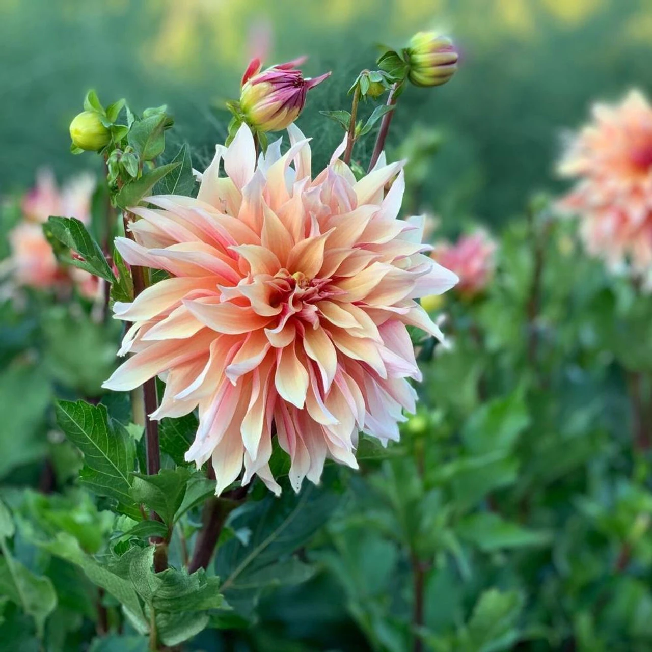 Dahlia Decorative Labyrinth - Image 5