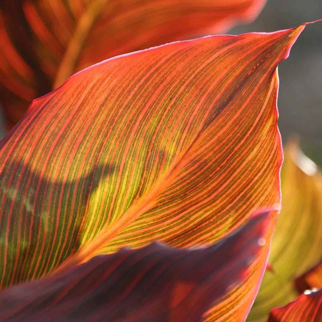 Canna Tall Tropicanna - Image 4
