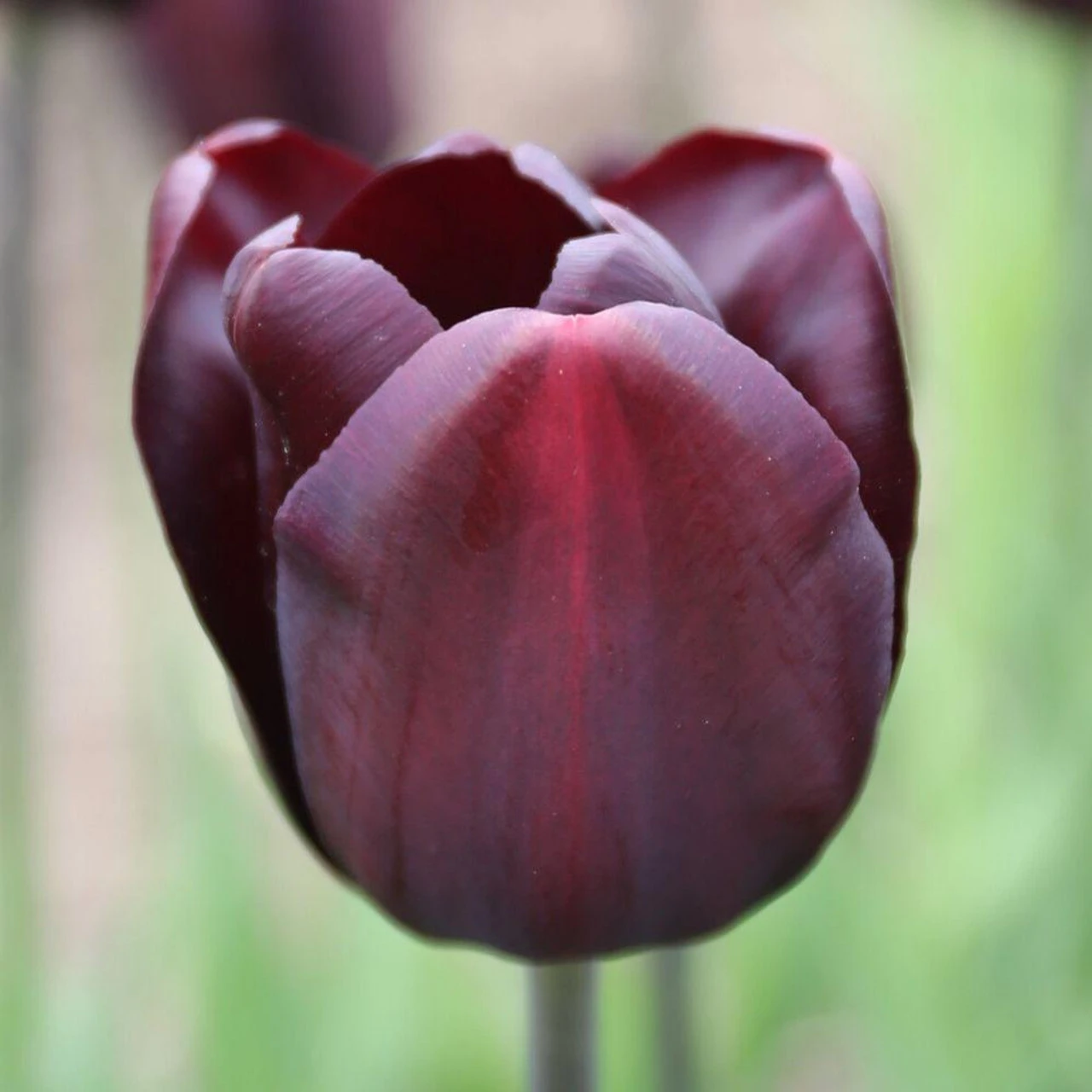 Tulip Triumph Continental - Image 2