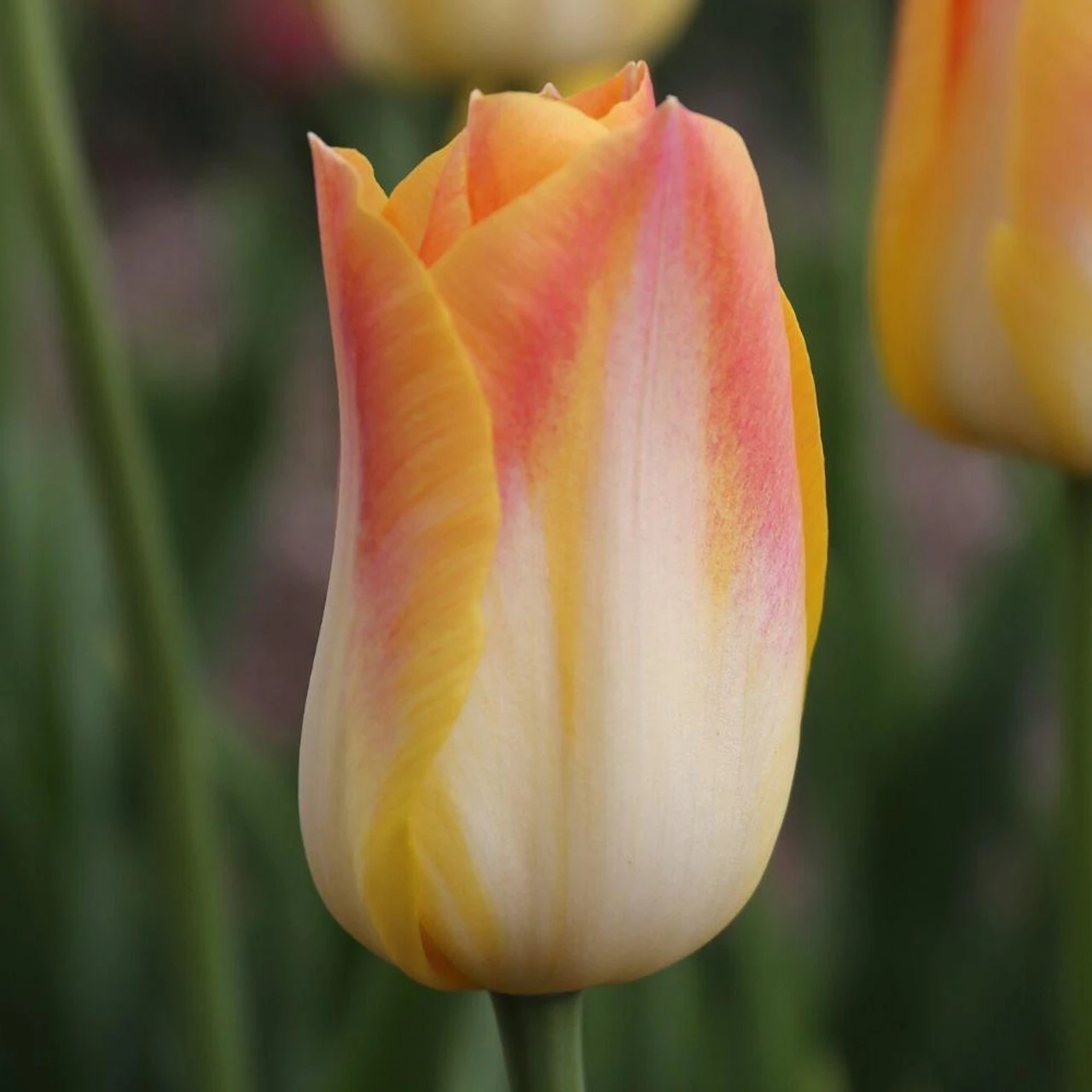 Tulip Triumph Salmon Dynasty - Image 4
