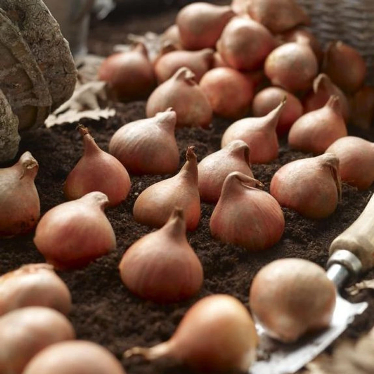 Tulip Single Late Bleu Aimable - Image 2