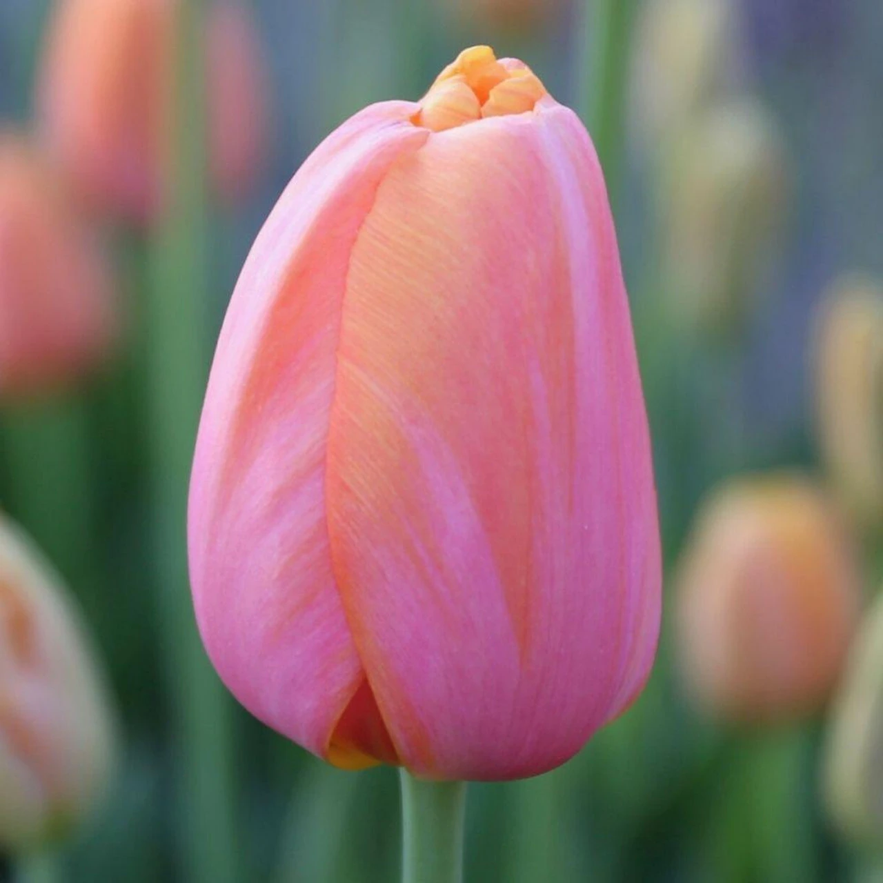 Tulip Single Late Dordogne - Bulk Offer - Image 4