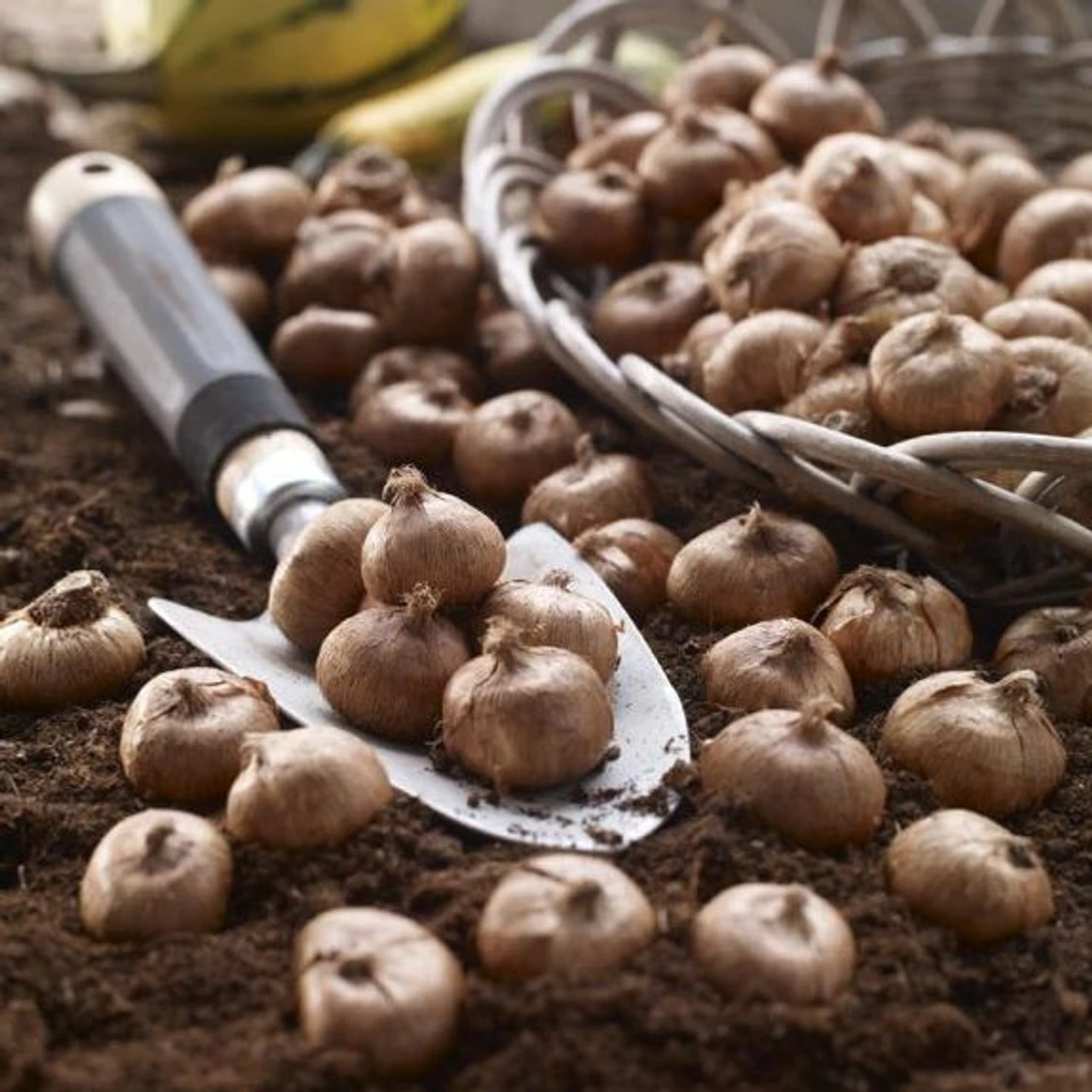 Crocus Large Flowering Flower Record - Image 3