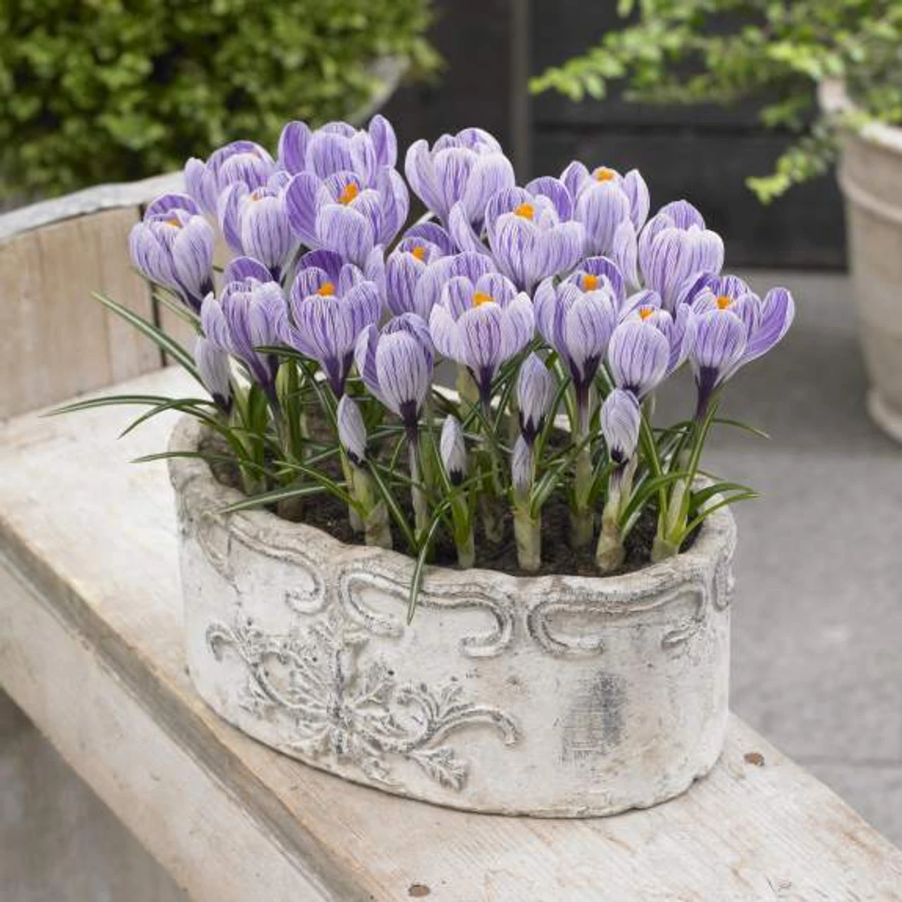 Crocus Large Flowering Pickwick - Image 4