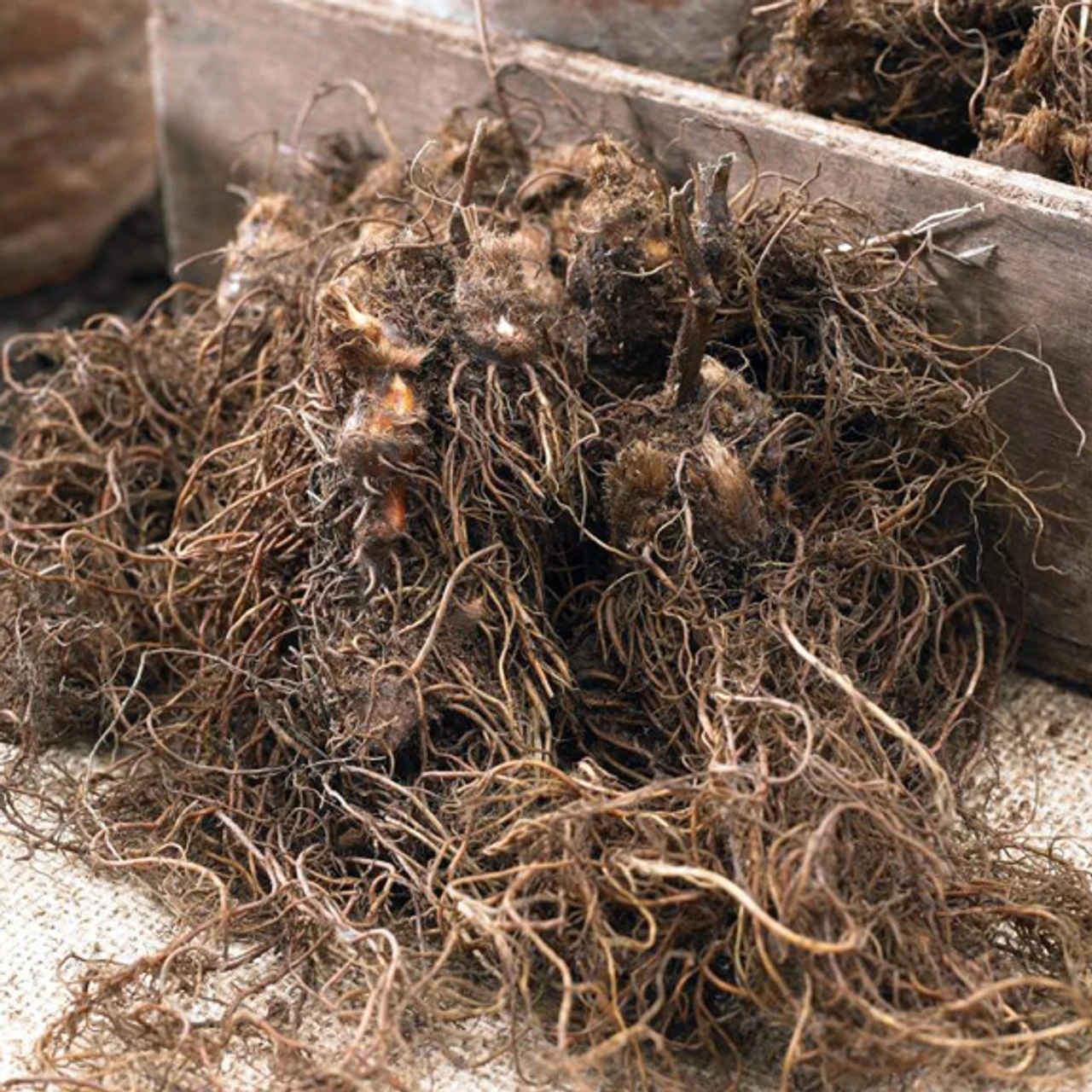 Astilbe Chinensis Rock And Roll - Image 3