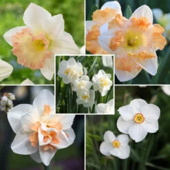 Daffodil Assorted Long-Blooming Peach Daffodil Collection