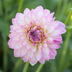 Dahlia Decorative Arbatax