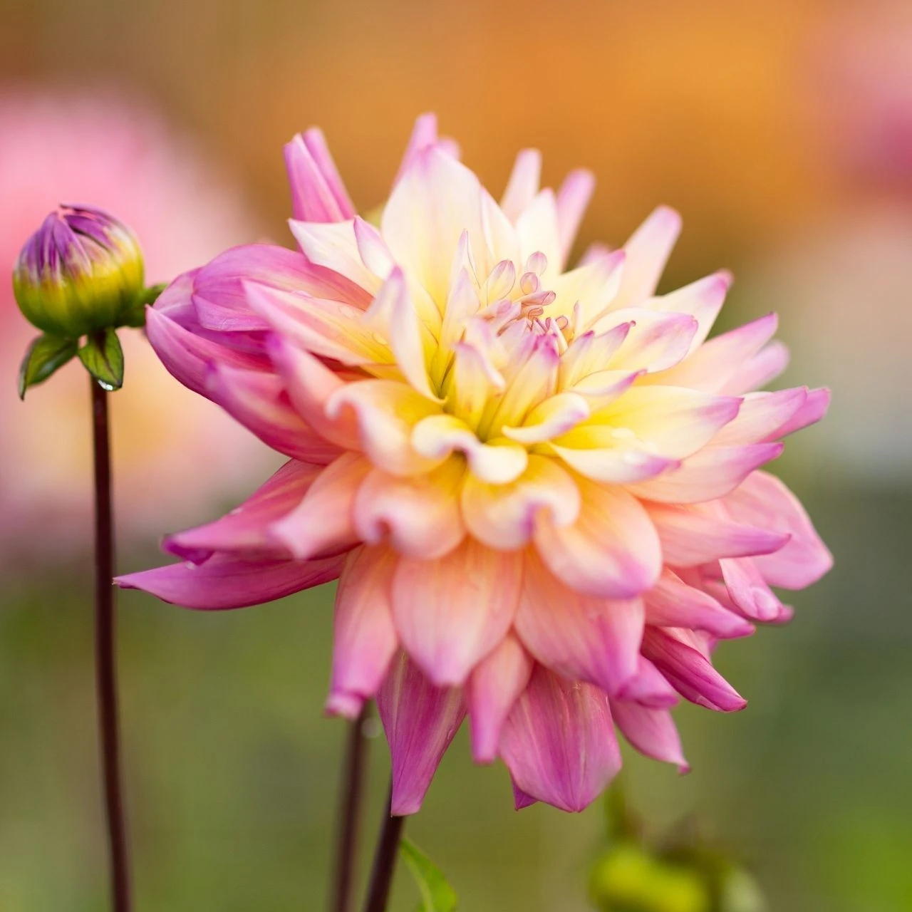Dahlia Decorative Bahama Mama
