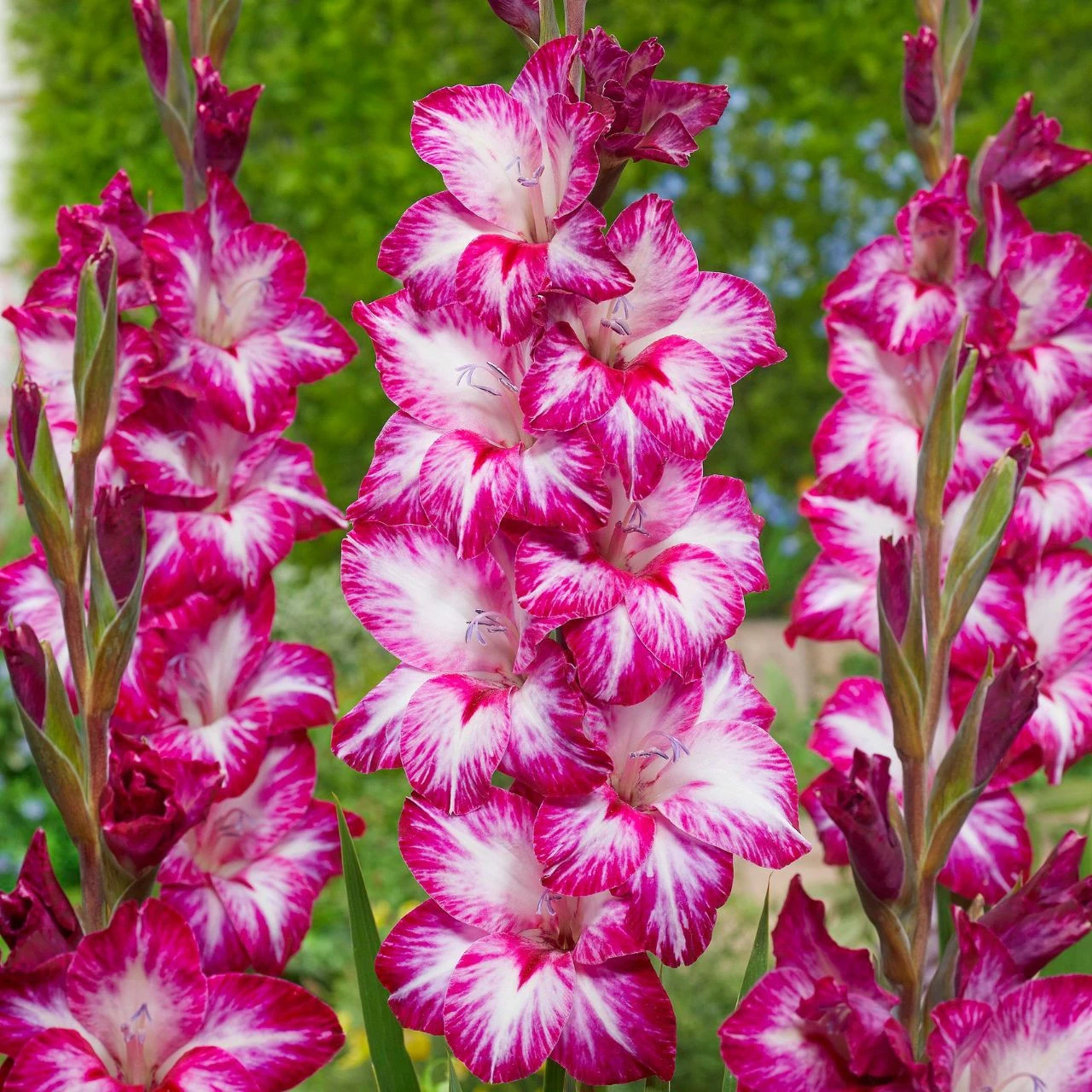 Gladiolus Large Flowering Repolio Rojo