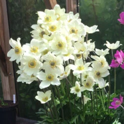 Anemone Sylvestris Spring Beauty White