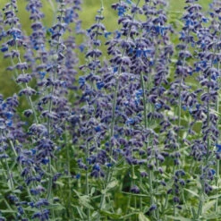 Perovskia Atriplicifolia Silver Scepter