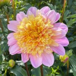 Dahlia Anemone Lifestyle