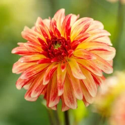 Dahlia Decorative Irish Pinwheel