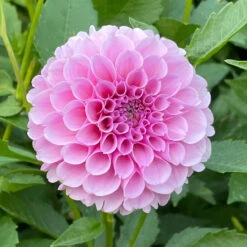 Dahlia Ball Stolze Von Berlin