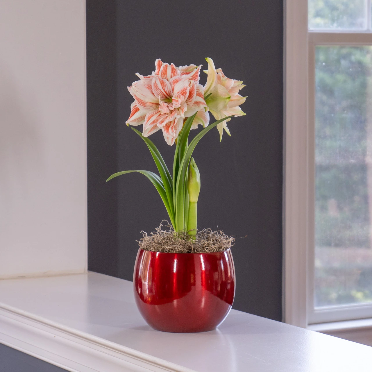 Amaryllis Dancing Queen With Globe Pot Growing Kit - Image 2