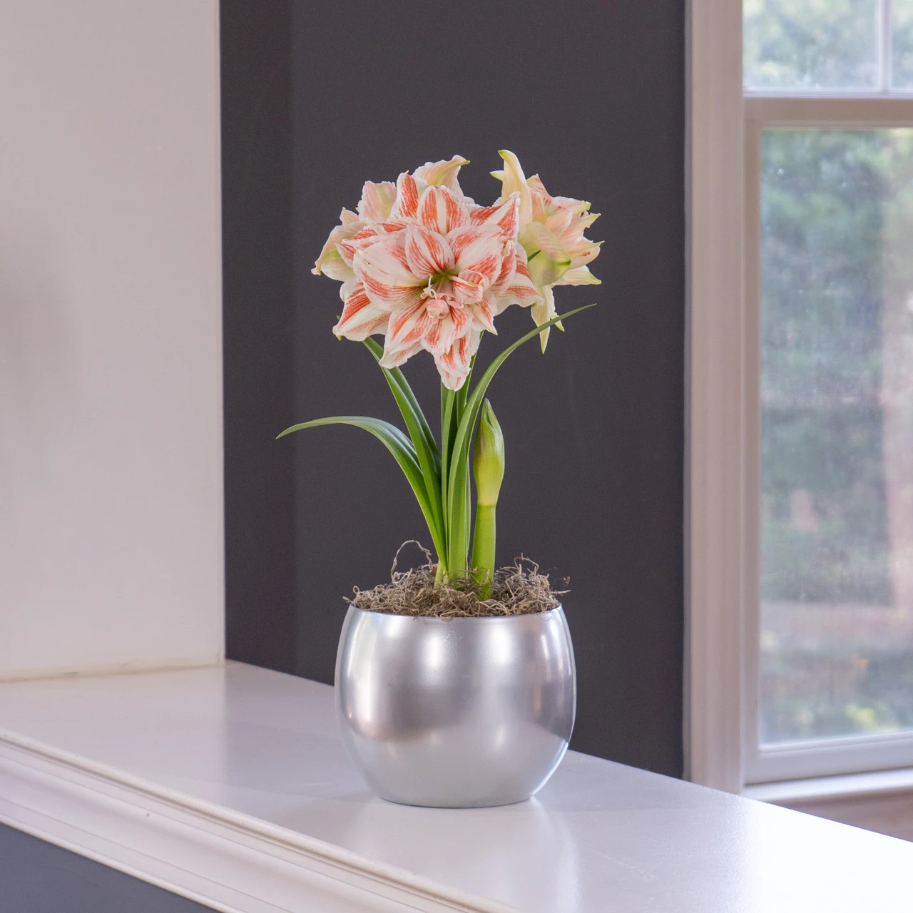 Amaryllis Dancing Queen With Globe Pot Growing Kit - Image 3