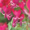 Dicentra Formosa Burning Hearts
