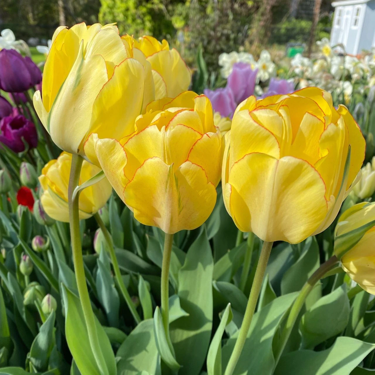 Tulip Double Late Akebono - Image 2