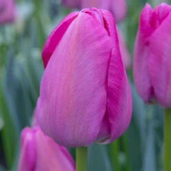 Tulip Darwin Hybrid Purple Pride