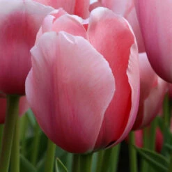 Tulip Darwin Hybrid Salmon Impression