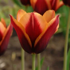 Tulip Triumph Slawa