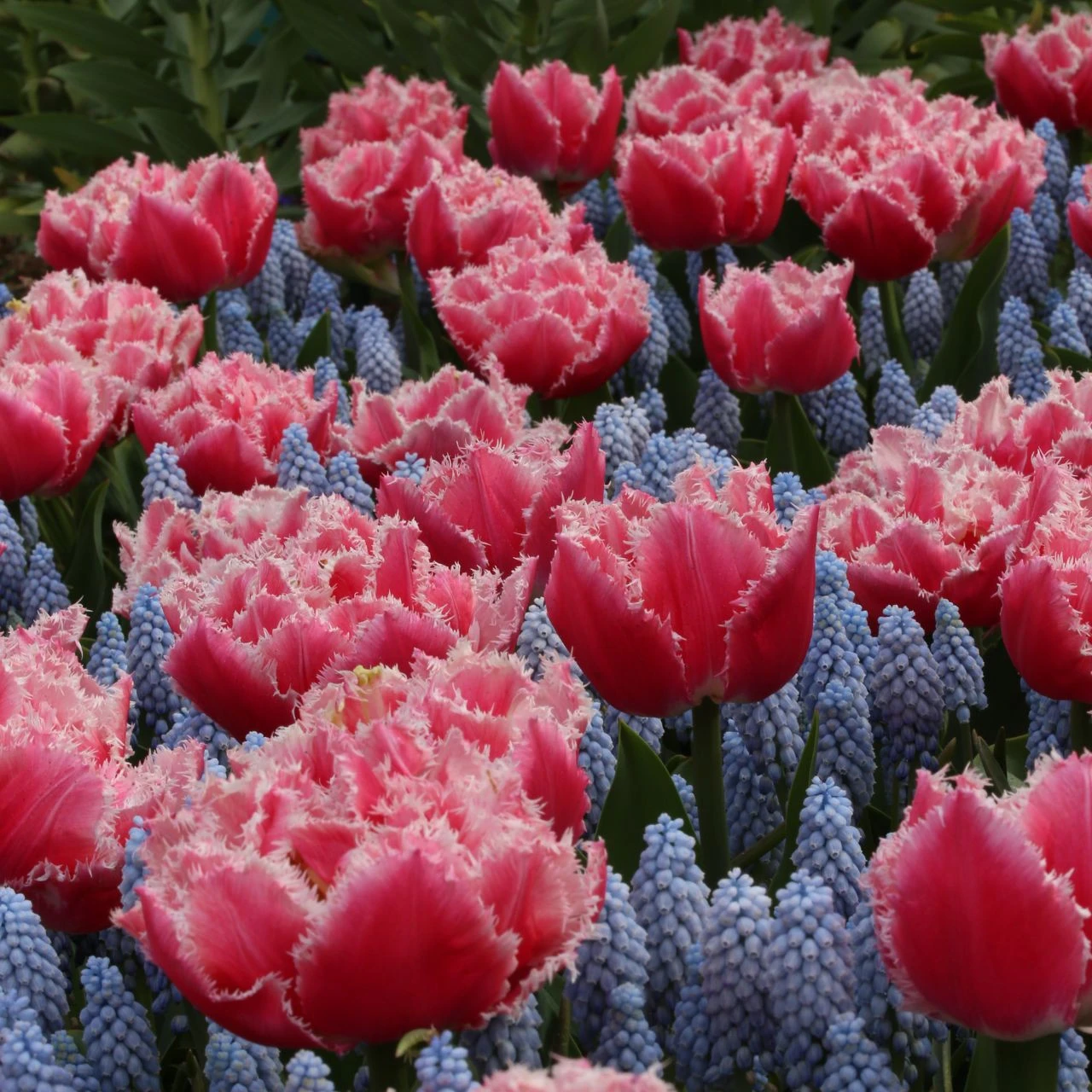Tulip Fringed Queensland - Image 2