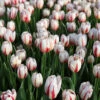 Tulip Triumph Carnaval De Rio - Bulk Offer