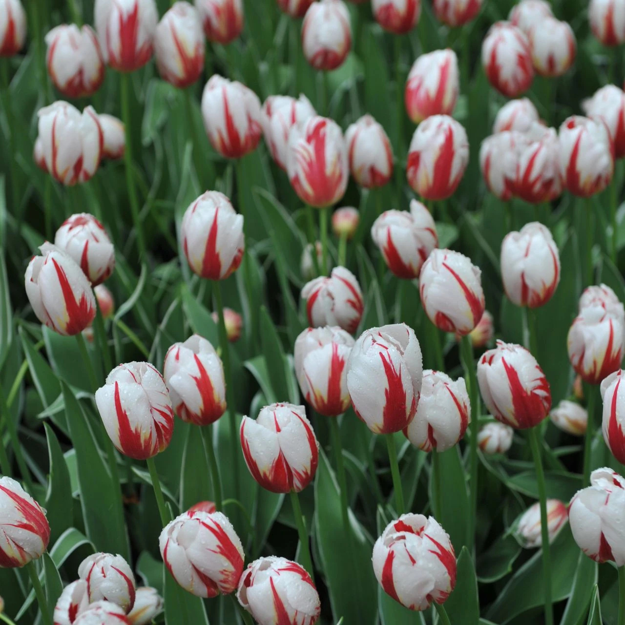 Tulip Triumph Carnaval De Rio - Image 2