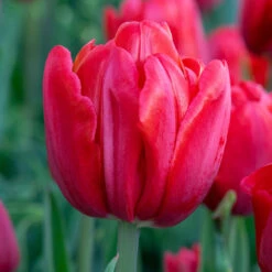 Tulip Double Early Red Foxtrot