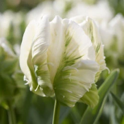 Tulip Super Parrot