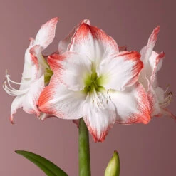Amaryllis Single Sofia