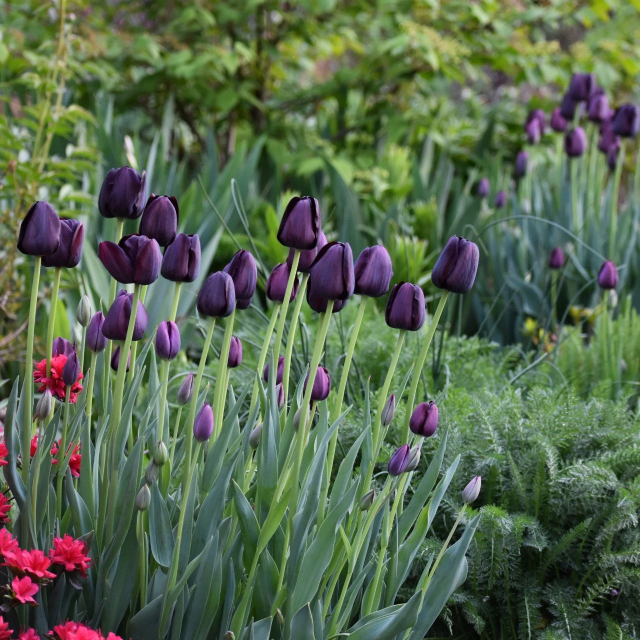 Tulip Single Late Queen Of Night - Image 3