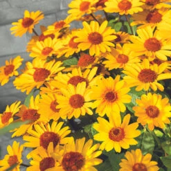 Heliopsis Punto Rosso