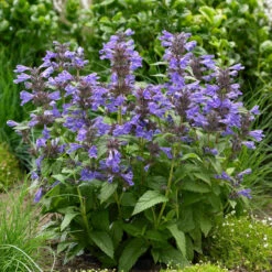 Nepeta Sylvester Blue