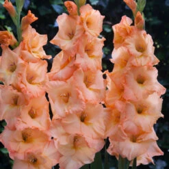 Gladiolus Large Flowering Arcadia