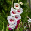 Gladiolus Large Flowering Fiorentina