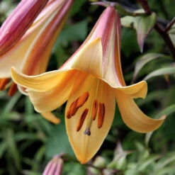 Lily Trumpet African Queen