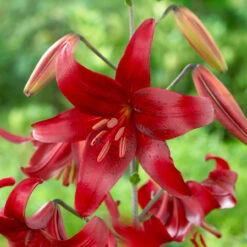 Lily Asiatic Red Velvet